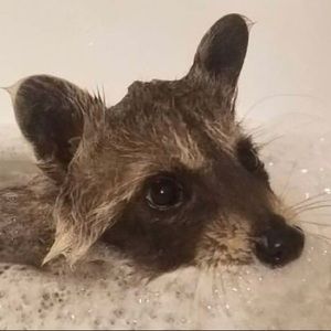 Meet your Posher, Jules